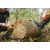 Походная цепная пила Nordic Pocket Saw X-Long Orange, изображение 2 - MyBiggame Походная цепная пила Nordic Pocket Saw X-Long Orange, изображение 2