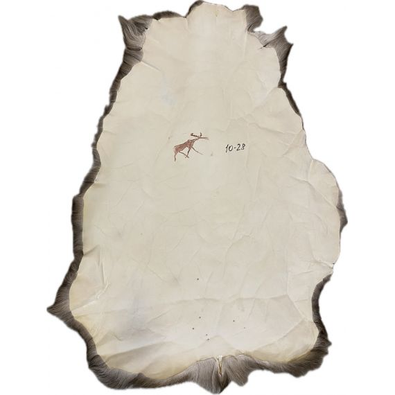 Натуральная шкура оленя BG10-28, изображение 2