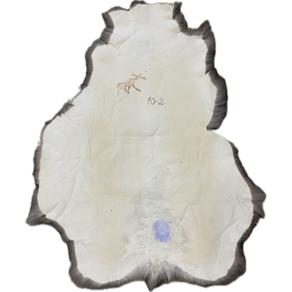 Натуральная шкура оленя BG10-2, изображение 2