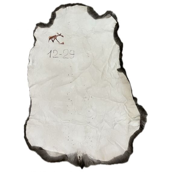 Натуральная шкура оленя BG12-29, изображение 2