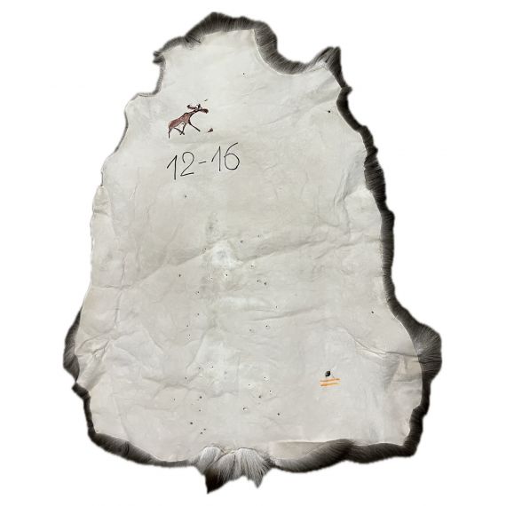 Натуральная шкура оленя BG12-16, изображение 2