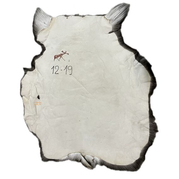 Натуральная шкура оленя BG12-19, изображение 2